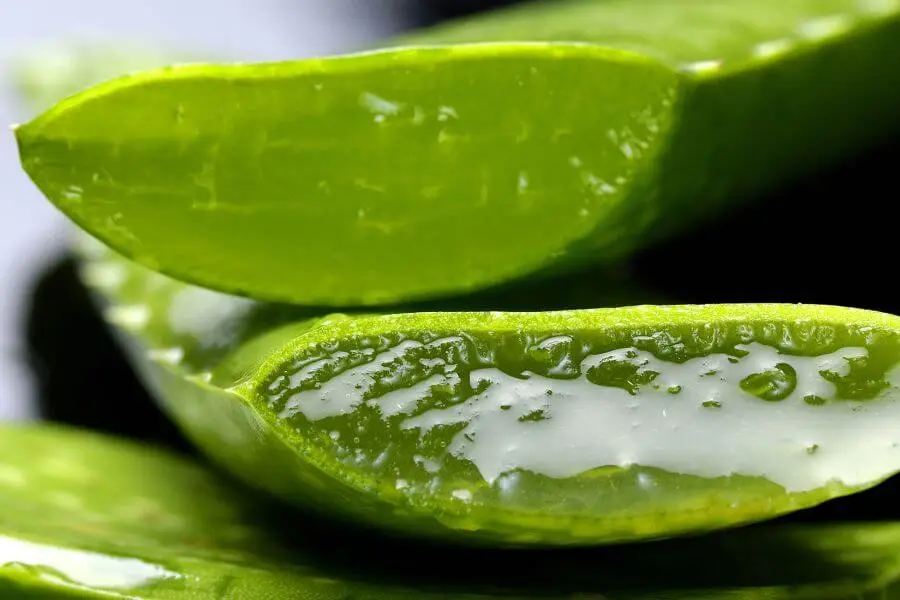 Aloe Vera Después de un Peeling Químico